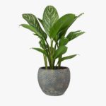 Fay Plant Pot Blue Gold